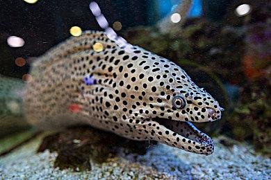 超级人类延迟高、卡顿、掉线的原因 怎样查看网络状态